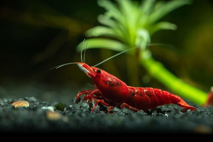 Yashkun Fire Red High-Grade Cherry Shrimp Neocaridina Freshwater Aquarium, Healthy and Sharp Live Shrimps with Live Arrival (Pack of 20)