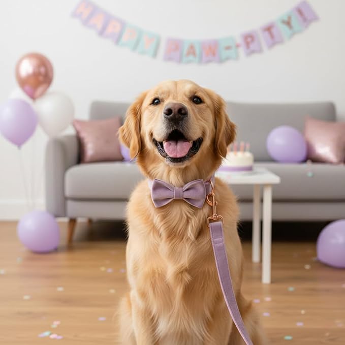 PETDURO Custom Dog Collar Personalized with Name Engraved Quick Release Rose Gold Metal Buckle for Large Medium Small Girl Dogs - Dog Leash and Bow Tie Available - Soft Comfy Velvet (Purple, XS)