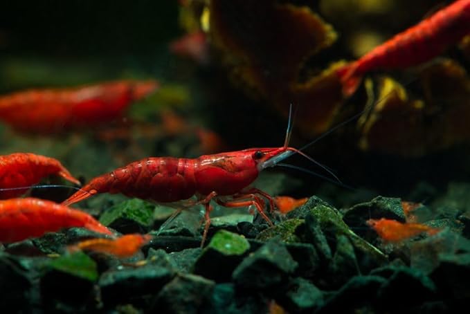 was High Grade Fire Red Cherry Shrimps Neocaridina Live Freshwater Shrimp Aquarium Inverts High-Grade Cherry Neocaridina Live Arrive Gurrentee (Pack of 10)