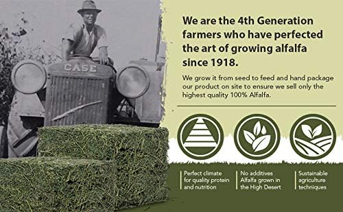 High Desert Alfalfa Hay, Protein Rich Soft Leaf Food for Young Growing Animals, Natural Rabbit Food and Guinea Pig Hay, Supports Digestive Health, Small Pet Supplies, Fresh Hand Packed 10 Lb Box