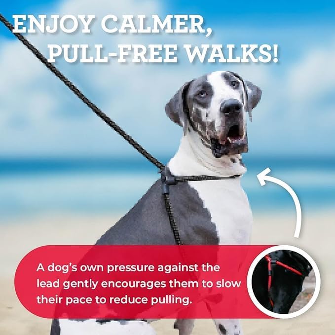 Harness Lead No Pull Dog Harness and Leash Set, Anti Pull Dog Harness for All Breeds and Sizes, One-Piece Cushioned Rope Design Safely Prevents Escaping and Pulling (Small/Medium, Reef)