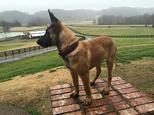 ComfortFlex Premium Padded Martingale Dog Collar – Reflective Waterproof Slip-On Limited Slip Collar for Gentle Control & Escape Prevention - Large, Raven Black