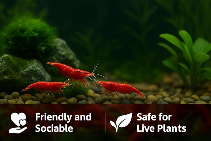Yashkun Fire Red High-Grade Cherry Shrimp Neocaridina Freshwater Aquarium, Healthy and Sharp Live Shrimps with Live Arrival (Pack of 20)