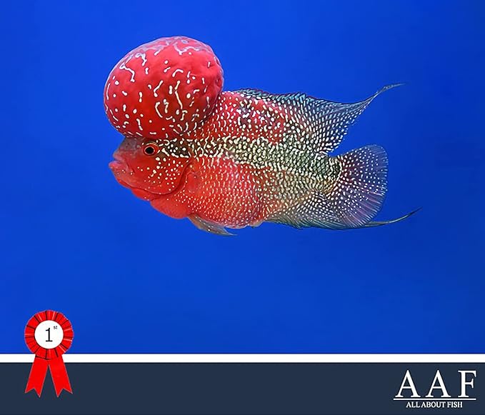 OKIKO Flowerhorn Fish Food Floating Pellets Small 1 MM Head Up Quickly Huncher Formula High Protein Tropical Fish Feed Astaxanthin Plus Color Enhancing Healthy Fast Growth (17.63 oz - Red)