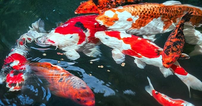 Sera Koi Professional Color 4.86 lb (2,200 g) | Colour Enhancing | Easily digestible koi Fish Food for Ponds | Premium Floating pellets with Omega acids | Fish Food for Ponds
