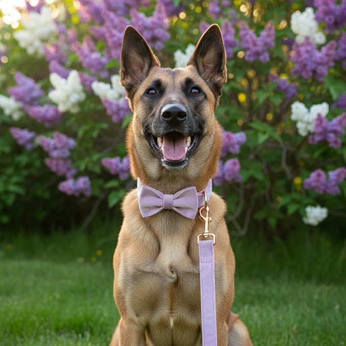PETDURO Custom Dog Collar Personalized with Name Engraved Quick Release Rose Gold Metal Buckle for Large Medium Small Girl Dogs - Dog Leash and Bow Tie Available - Soft Comfy Velvet (Purple, XS)