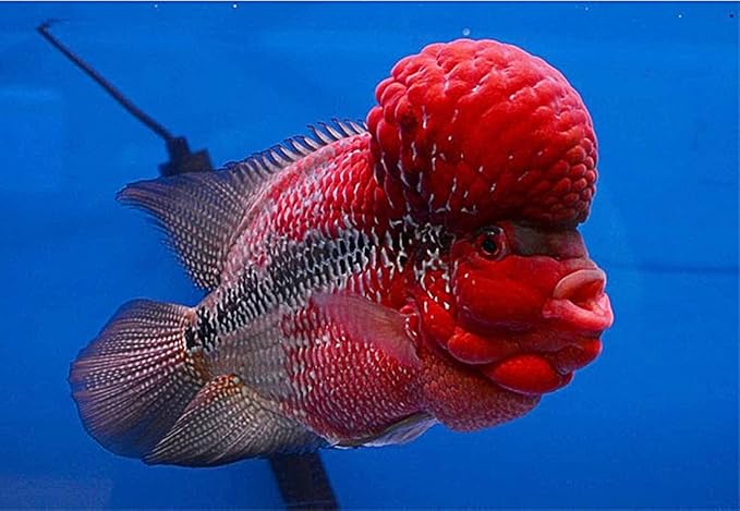 OKIKO Flowerhorn Fish Food Floating Pellets Small 1 MM Head Up Quickly Huncher Formula High Protein Tropical Fish Feed Astaxanthin Plus Color Enhancing Healthy Fast Growth (17.63 oz - Red)