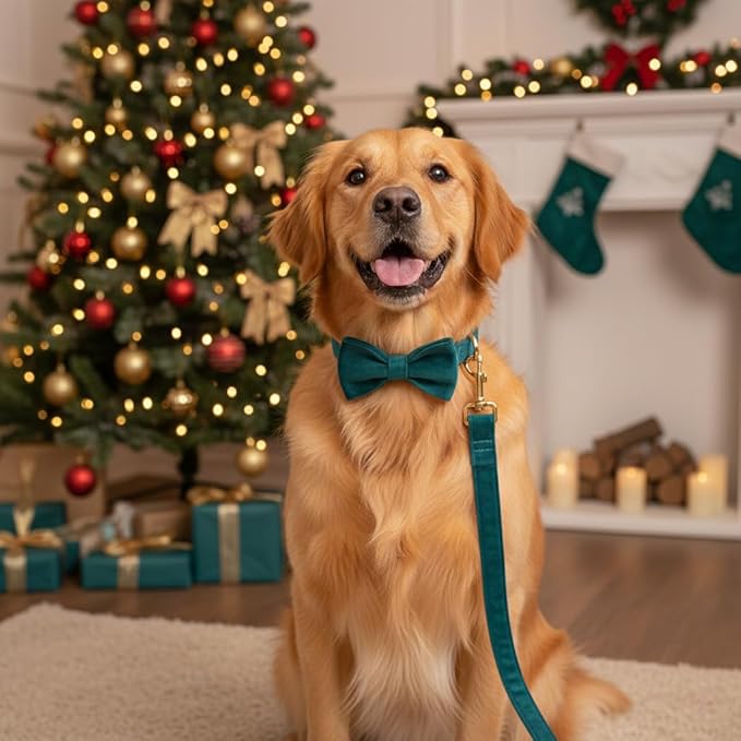 PETDURO Personalized Dog Collar Teal Soft Velvet for Large Medium Small Boy Girl Dog - Custom Collar with Name Phone Number Engraved on Gold Metal Buckle - Add Matching Leash Bow Set via Customize Now