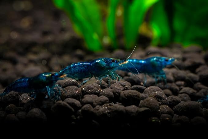 Yashkun 20 Blue Dream Neocaridina Shrimp Live Freshwater Aquarium Live Blue Shrimp for Freshwater Tanks