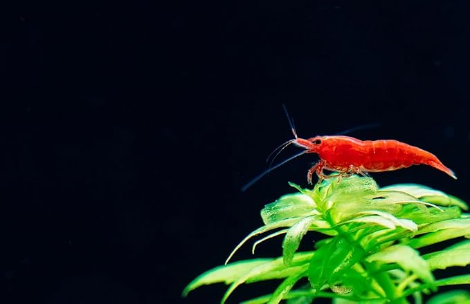 was High Grade Fire Red Cherry Shrimps Neocaridina Live Freshwater Shrimp Aquarium Inverts High-Grade Cherry Neocaridina Live Arrive Gurrentee (Pack of 10)