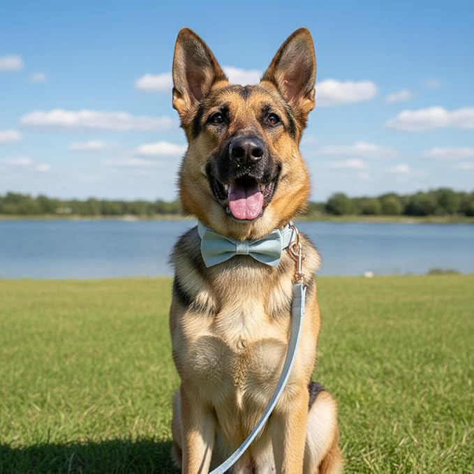 PETDURO Custom Dog Collar Personalized with Name Engraved Quick Release Rose Gold Metal Buckle for Large Medium Small Girl Dogs - Dog Leash and Bow Tie Available - Soft Comfy Velvet (Light Blue, XL)