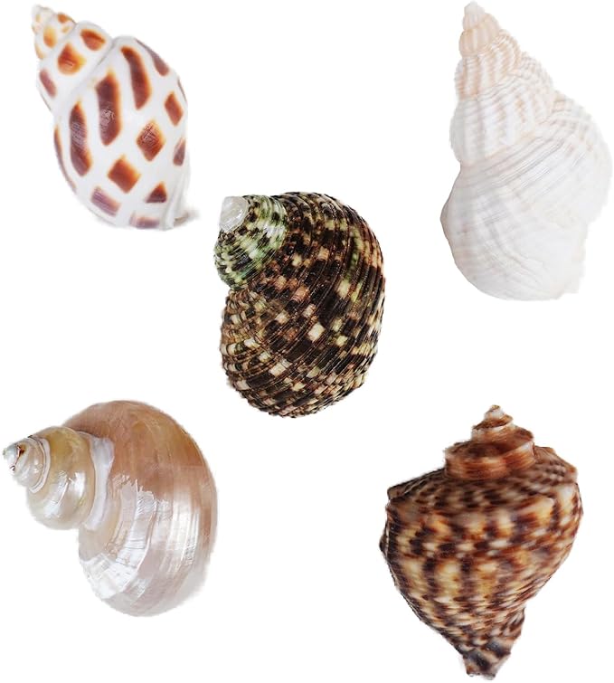 Hermit Crab Accessories 7PCS, Include 5PCS Hermit Crab Shells, 1PCS Climbing Toy and 1PCS Hermit Crab Hideout