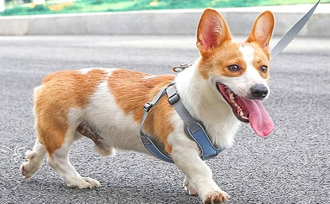 Puppy Harness and Leash Set,No Pull Adjustable Step in Soft Mesh Vest Harness,Easy Walk Reflective Pet Harness with Padded Handle for Walking Training Small Medium Large Dogs and Cats (Blue, XS)
