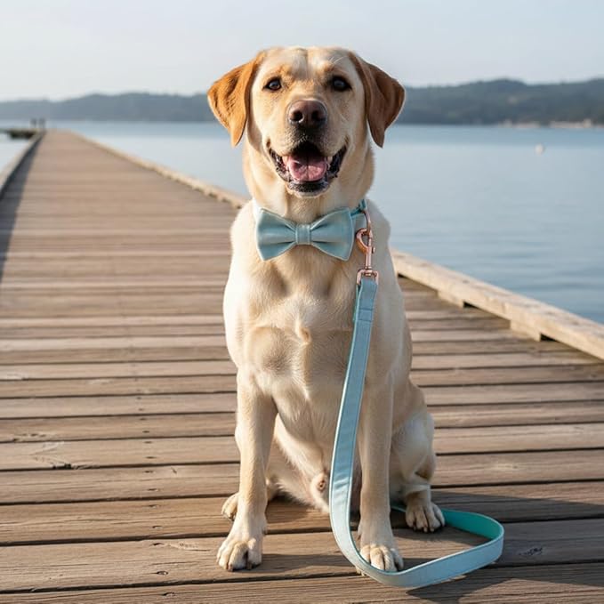 PETDURO Custom Dog Collar Personalized with Name Engraved Quick Release Rose Gold Metal Buckle for Large Medium Small Girl Dogs - Dog Leash and Bow Tie Available - Soft Comfy Velvet (Mint Blue, M)