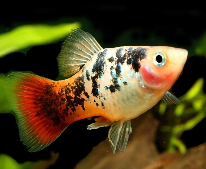 Aquatic Foods Inc. 0.5mm - 1/64" Tropical & Community Fish Floating Micro Pellets for Tetras, Guppies, Angel Fish, Small Cichlids, Goldfish. All Tropicals. - WL…3-lbs 12oz Jar
