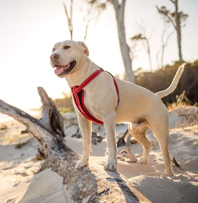 EzyDog Chest Plate No Pull Dog Harness – Escape Proof Harness with Reflective Stitching and Comfort Padding for Easy Walks, Training & Control - Car Restraint Included (Small, Corduroy)