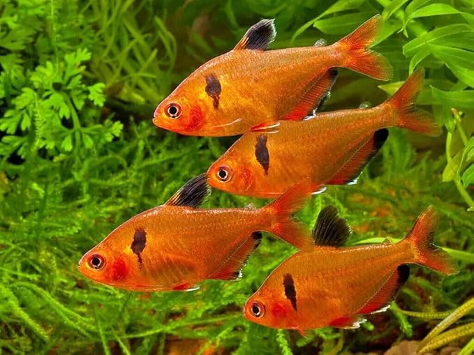 Aquatic Foods Inc. 0.5mm - 1/64" Tropical & Community Fish Floating Micro Pellets for Tetras, Guppies, Angel Fish, Small Cichlids, Goldfish. All Tropicals. - WL…8oz Jar