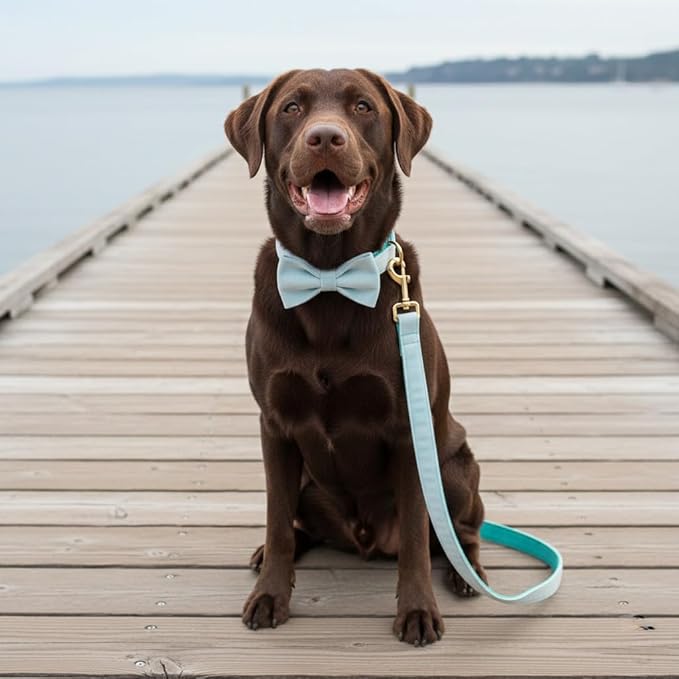 PETDURO Personalized Dog Collar Mint Blue Soft Velvet for Large Medium Small Boy Girl Dogs - Custom Collar with Name Phone Number Engraved on Gold Metal Buckle - Add Leash Bow Set via Customize Now