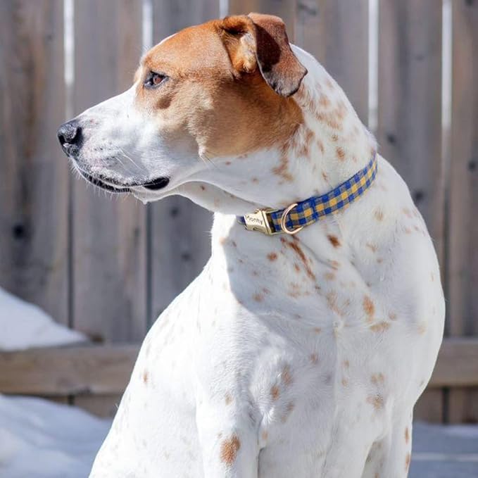 PETDURO Personalized Checkered Plaid Dog Collar Blue Yellow - Engraved Name and Phone Number on Gold Metal Buckle - Custom for Small Medium Large Boy Girl Dogs - Add Leash Bow Tie via Customize Now