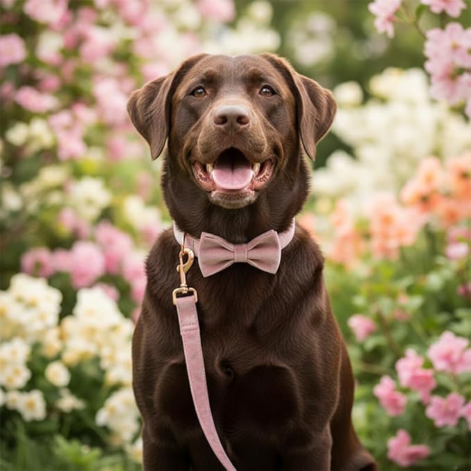 PETDURO Custom Dog Collar Personalized with Name Engraved Rose Gold Metal Buckle for Large Medium Small Girl Dogs - Dog Leash and Bow Tie Available - Soft Comfy Velvet (Champagne Pink RG, S)