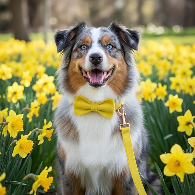 PETDURO Custom Dog Collar Personalized with Name Engraved Quick Release Rose Gold Metal Buckle for Large Medium Small Girl Dogs - Dog Leash and Bow Tie Available - Soft Comfy Velvet (Yellow, XL)