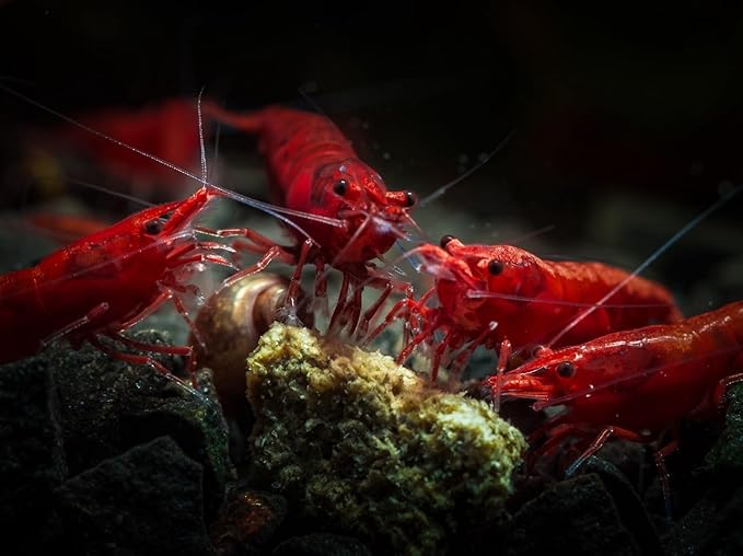 Yashkun Fire Red High-Grade Cherry Shrimp Neocaridina Freshwater Aquarium, Healthy and Sharp Live Shrimps with Live Arrival (Pack of 20)