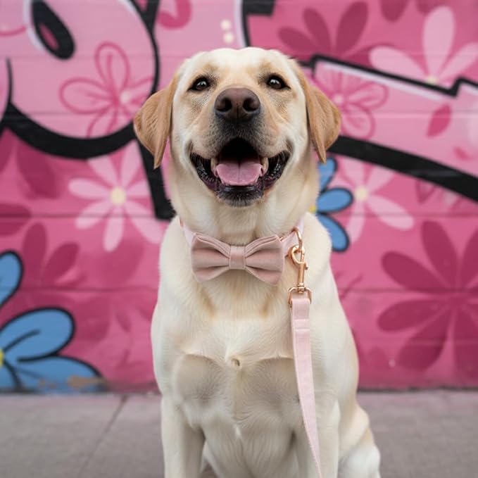 PETDURO Personalized Dog Collar Pink Soft Velvet for Large Medium Small Boy Girl Dogs - Custom Collar with Name Phone Number Engraved on Rose Gold Metal Buckle - Add Leash Bow Set via Customize Now