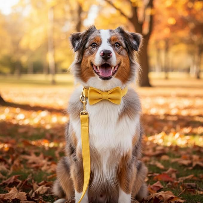 PETDURO Personalized Dog Collar Ginger Soft Velvet for Large Medium Small Boy Girl Dogs - Custom Collar with Name Phone Number Engraved on Gold Metal Buckle - Add Leash Bow Set via Customize Now
