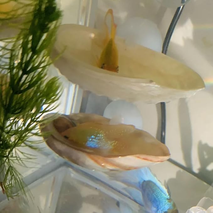 Oncpcare Betta Fish Resting Spot Shell Bed 4-Pack — Natural Habitat Style Hideout for Breeding, Spawning & Resting Betta Fish