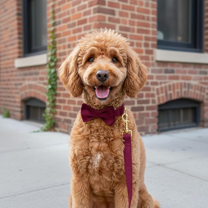 PETDURO Custom Dog Collar Personalized with Name Engraved Gold Metal Buckle for Large Medium Small Girl Dogs - Dog Leash Bow Tie and Harness Available - Soft Comfy Velvet (Claret G, S)