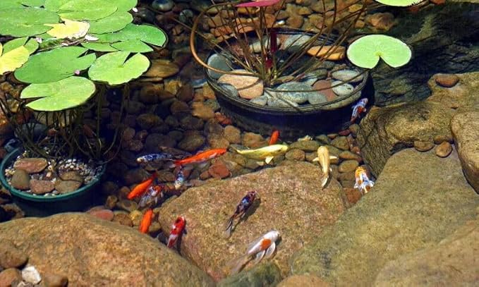 Aquatic Foods Inc. Blackworm, Intense Coloring, Spirulina 1mm Premium Floating Pellets for Small & Baby Cichlids, Discus, All Tropical Fish, Koi & Pond Fish…8oz Medium Round Jar