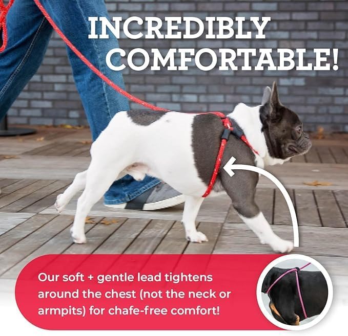 Harness Lead No Pull Dog Harness and Leash Set, Anti Pull Dog Harness for All Breeds and Sizes, One-Piece Cushioned Rope Design Safely Prevents Escaping and Pulling (Small/Medium, Reef)