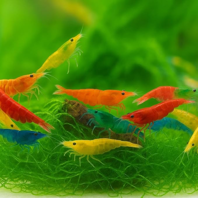 was Holding Mixed Color Neocaridina Shrimp - Live Freshwater Aquarium Shrimp for Breeding, 1/2-1 Inch (Young Adults) - Fire Red, Blue Dream, Yellow & More - Live Arrival Guarantee! (mix-20)