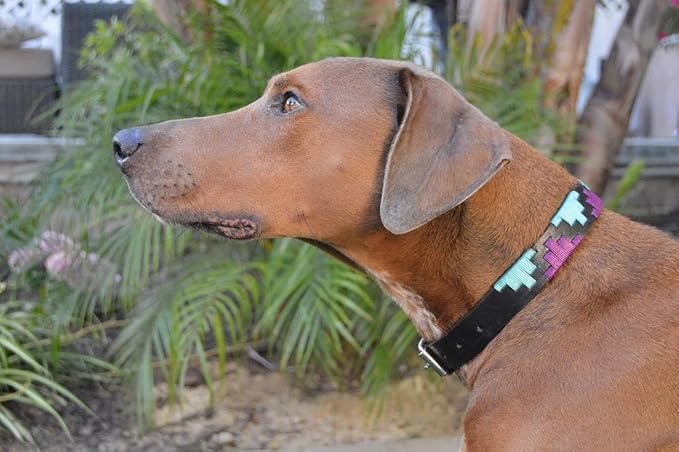 Gaucho Goods Soft Leather Dog Collar - Miami (L)