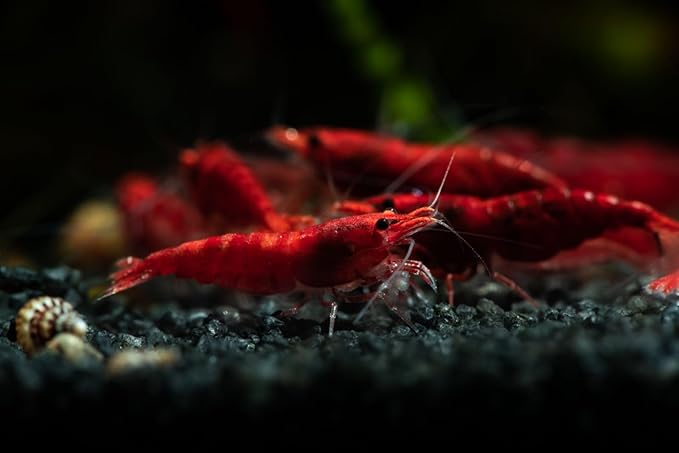 Yashkun Fire Red High-Grade Cherry Shrimp Neocaridina Freshwater Aquarium, Healthy and Sharp Live Shrimps with Live Arrival (Pack of 20)