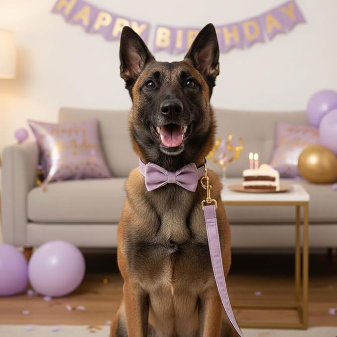 PETDURO Personalized Dog Collar Lavender Soft Velvet for Large Medium Small Boy Girl Dogs - Custom Collar with Name Phone Number Engraved on Gold Metal Buckle - Add Leash Bow Set via Customize Now