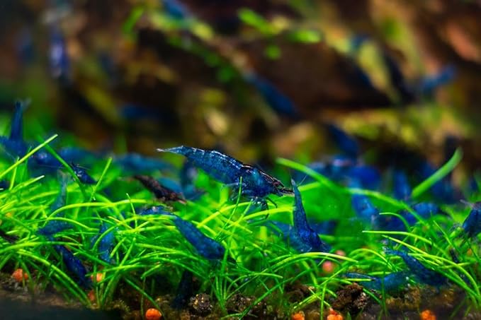 Yashkun 20 Blue Dream Neocaridina Shrimp Live Freshwater Aquarium Live Blue Shrimp for Freshwater Tanks