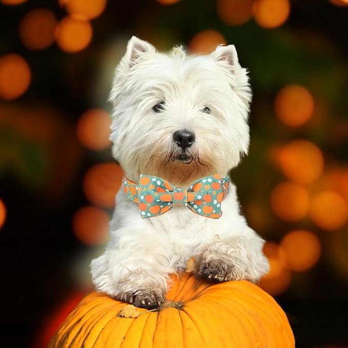 DOGWONG Fall Pumpkin Dog Collar with Bowtie- Cute Fall Holiday Dog Collars Adjustable Halloween Bowtie Dog Collar for Small Medium Large Dogs XS