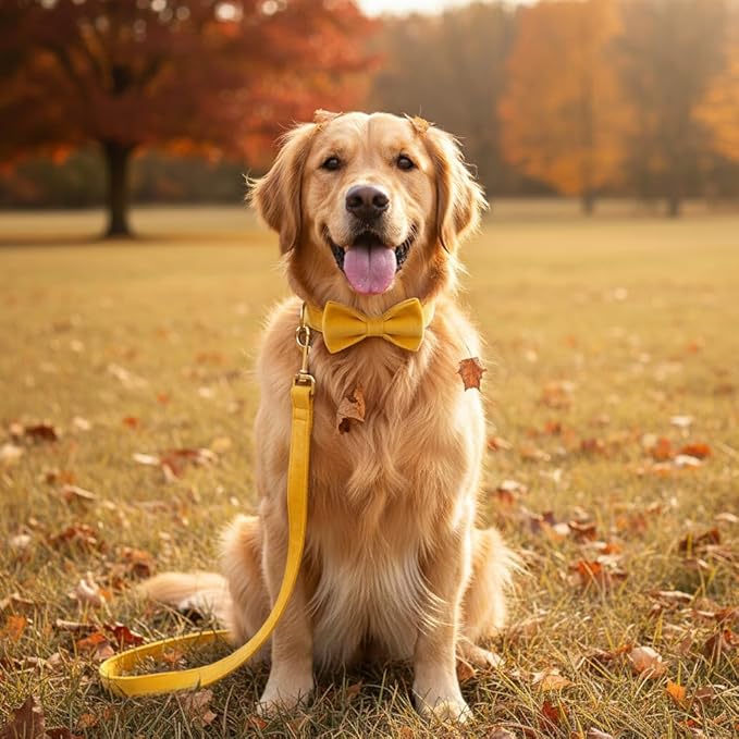 PETDURO Personalized Dog Collar Ginger Soft Velvet for Large Medium Small Boy Girl Dogs - Custom Collar with Name Phone Number Engraved on Gold Metal Buckle - Add Leash Bow Set via Customize Now