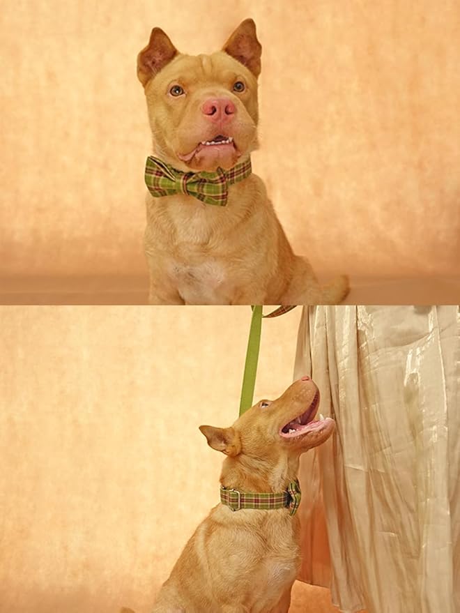 PETDURO Personalized Plaid Dog Collar Apple Green - Engraved Name and Phone Number on Rose Gold Metal Buckle - Custom for Small Medium Large Boy Girl Dogs - Add Leash Bow Tie via Customize Now