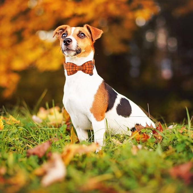 DOGWONG Fall Orange Plaid Dog Collar with Bowtie- Cute Designer Fall Checkered Dog Collars Adjustable Halloween Bowtie Dog Collar for Small Medium Large Dogs M