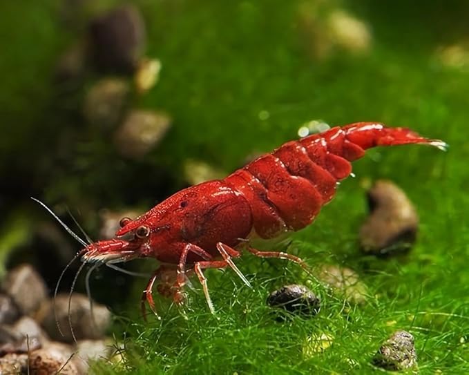 Yashkun Fire Red High-Grade Cherry Shrimp Neocaridina Freshwater Aquarium, Healthy and Sharp Live Shrimps with Live Arrival (Pack of 20)