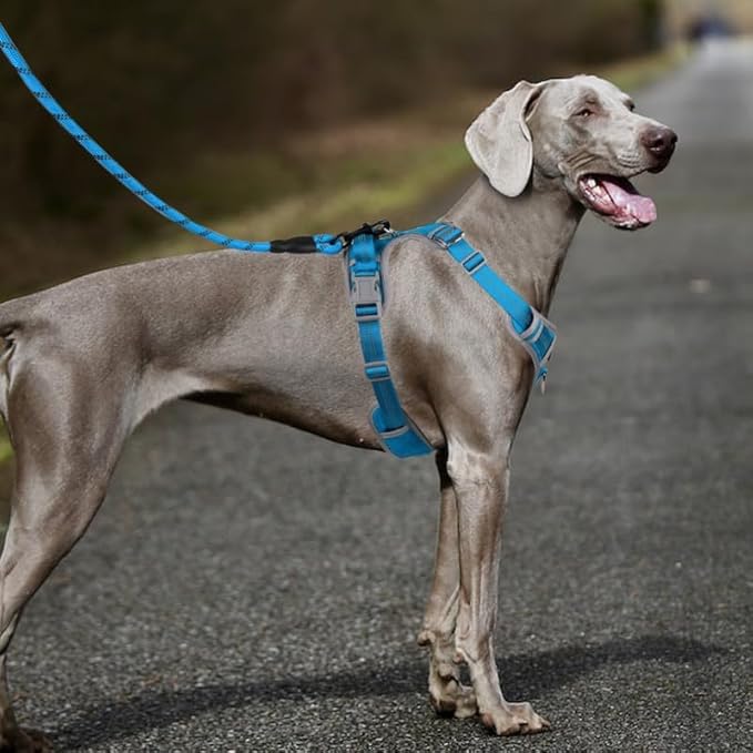 Adjustable Dog Harness - No Pull, Reflective, Soft Padded for Small, Medium, Large Dogs - Includes Leash Turquoise M