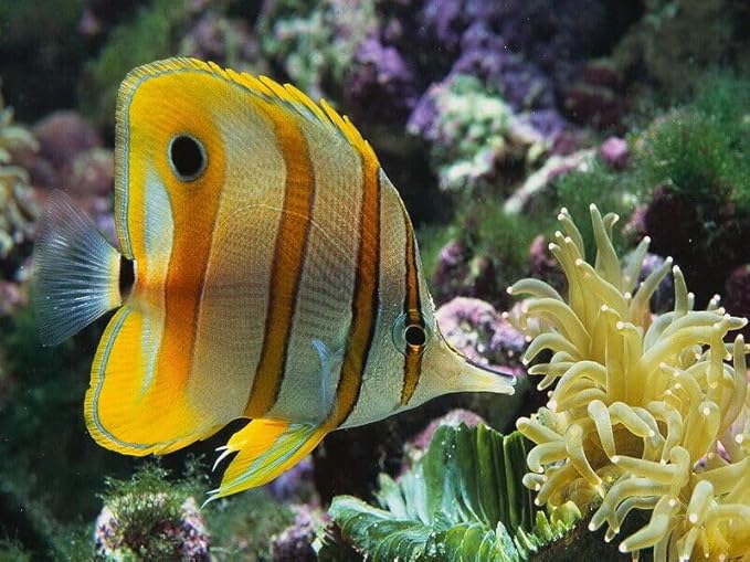 Aquatic Foods Inc. Marine Fish Flakes of Red & Green Algae, Seaweeds for Tangs, Butterflies, Angelfish, Anthias, Clown Fish, Damsels...WL…5-lbs Poly Bag