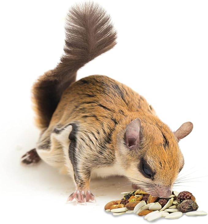Exotic Nutrition Squirrel Complete (4 lb.) - Healthy Natural Food for Squirrels - Ground, Grey, and Flying Squirrels