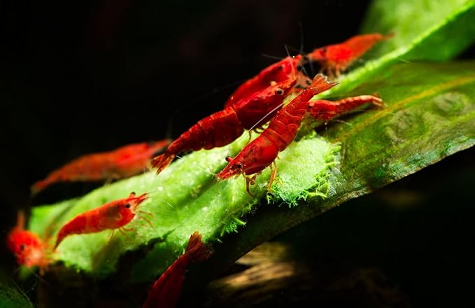 was High Grade Fire Red Cherry Shrimps Neocaridina Live Freshwater Shrimp Aquarium Inverts High-Grade Cherry Neocaridina Live Arrive Gurrentee (Pack of 10)