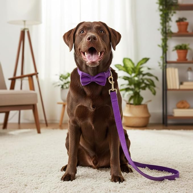 PETDURO Personalized Dog Collar Purple Soft Velvet for Large Medium Small Girl Dogs - Custom Collar with Name Phone Number Engraved on Gold Metal Buckle - Add Matching Leash Bow Set via Customize Now