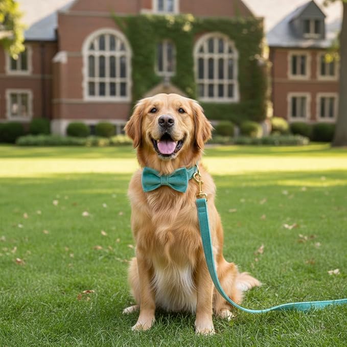 PETDURO Personalized Dog Collar Mint Green Soft Velvet for Large Medium Small Boy Girl Dogs - Custom Collar with Name Phone Number Engraved on Gold Metal Buckle - Add Leash Bow Set via Customize Now