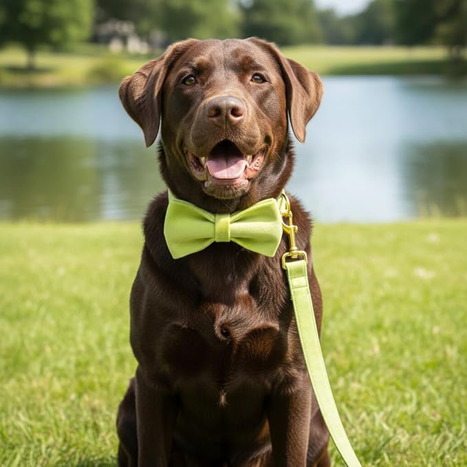 PETDURO Custom Dog Collar Personalized with Name Engraved Quick Release Rose Gold Metal Buckle for Large Medium Small Girl Dogs - Dog Leash and Bow Tie Available - Soft Comfy Velvet (Mint Green, XL)