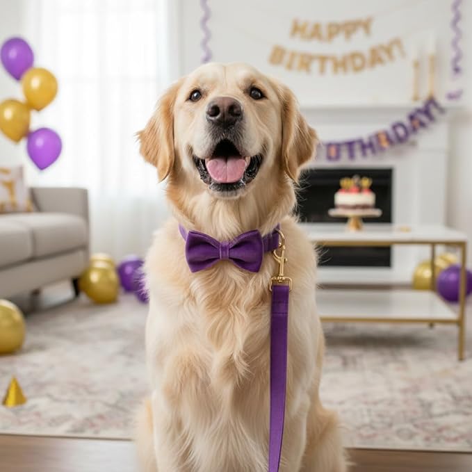 PETDURO Personalized Dog Collar Purple Soft Velvet for Large Medium Small Girl Dogs - Custom Collar with Name Phone Number Engraved on Gold Metal Buckle - Add Matching Leash Bow Set via Customize Now